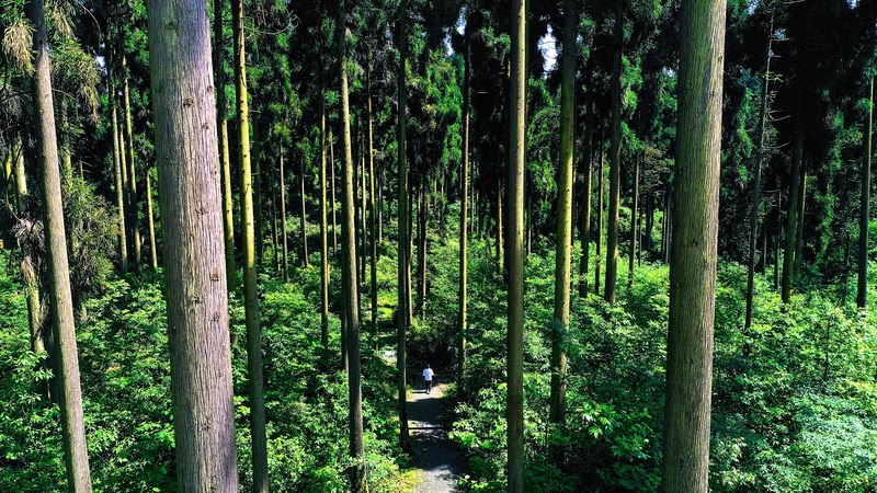 柳杉大径材林和近自然经营.jpg